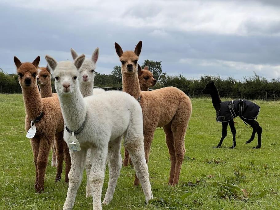The Alpaca Farmhouse With Hot Tub And Alpaca Experience Included Dromara Exteriér fotografie