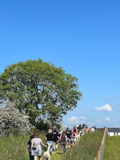 The Alpaca Farmhouse With Hot Tub And Alpaca Experience Included Dromara Exteriér fotografie