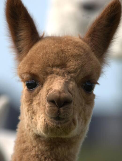 The Alpaca Farmhouse With Hot Tub And Alpaca Experience Included Dromara Exteriér fotografie