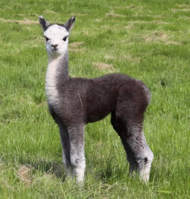 The Alpaca Farmhouse With Hot Tub And Alpaca Experience Included Dromara Exteriér fotografie