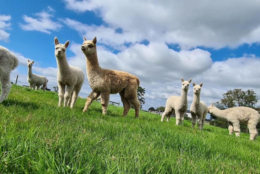 The Alpaca Farmhouse With Hot Tub And Alpaca Experience Included Dromara Exteriér fotografie