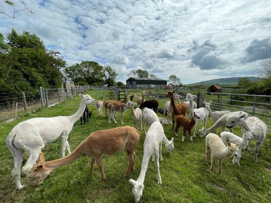 The Alpaca Farmhouse With Hot Tub And Alpaca Experience Included Dromara Exteriér fotografie