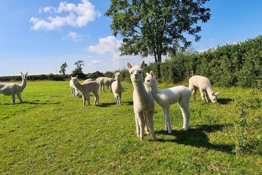 The Alpaca Farmhouse With Hot Tub And Alpaca Experience Included Dromara Exteriér fotografie