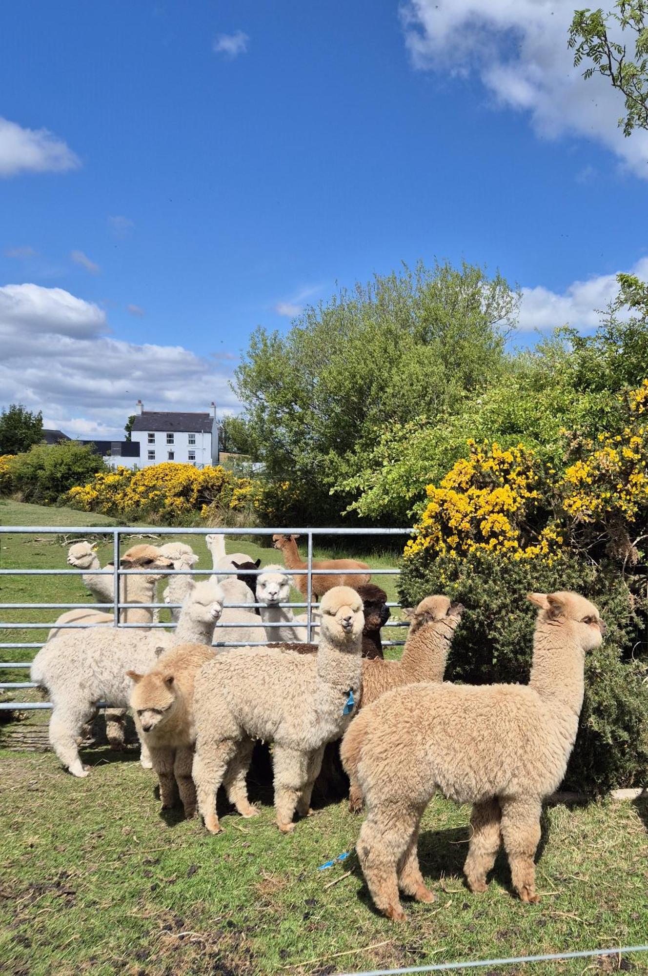 The Alpaca Farmhouse With Hot Tub And Alpaca Experience Included Dromara Exteriér fotografie